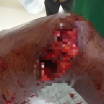 Hamzah (68) Diserang Buaya di Sei Lukut, Kapolsek Tualang Imbau Warga Hindari Sungai