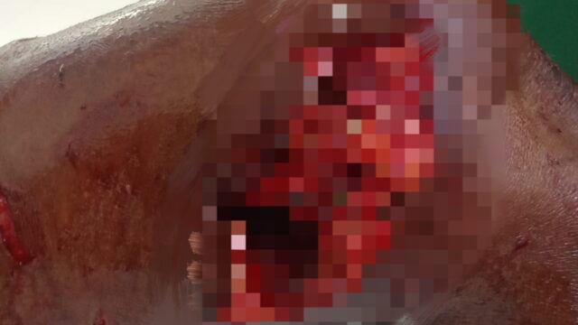 Hamzah (68) Diserang Buaya di Sei Lukut, Kapolsek Tualang Imbau Warga Hindari Sungai