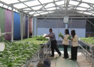 Panen Sayur Kale dan Pakcoy, Bukti Nyata Lapas Pekanbaru Terus Produktif dan Konsisten Dukung Program Ketahanan Pangan Panen Sayur Kale dan Pakcoy, Bukti Nyata Lapas Pekanbaru Terus Produktif dan Konsisten Dukung Program Ketahanan Pangan