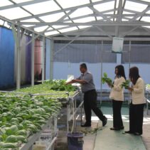 Panen Sayur Kale dan Pakcoy, Bukti Nyata Lapas Pekanbaru Terus Produktif dan Konsisten Dukung Program Ketahanan Pangan