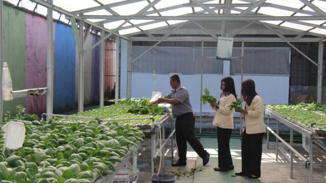 Panen Sayur Kale dan Pakcoy, Bukti Nyata Lapas Pekanbaru Terus Produktif dan Konsisten Dukung Program Ketahanan Pangan