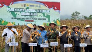 Panen Raya Jagung Kuartal III, Aspers Kasdam XXIII/Palaka Wira: Bukti Sinergi untuk Negeri