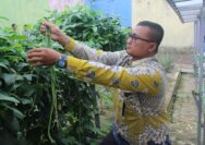 Panen Sayur Kangkung dan Kacang Panjang, Bukti Nyata Lapas Pekanbaru Terus Produktif dan Konsisten Dukung Program Ketahanan Pangan