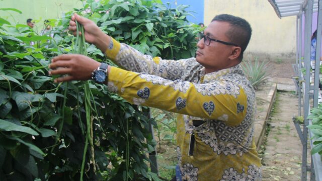 Panen Sayur Kangkung dan Kacang Panjang, Bukti Nyata Lapas Pekanbaru Terus Produktif dan Konsisten Dukung Program Ketahanan Pangan