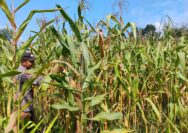 Dukung Swasembada Pangan, Polres Kuansing Lakukan Pengecekan Lahan Jagung di Cerenti dan Singingi