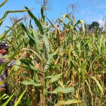 Dukung Swasembada Pangan, Polres Kuansing Lakukan Pengecekan Lahan Jagung di Cerenti dan Singingi