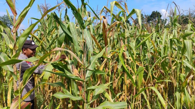 Dukung Swasembada Pangan, Polres Kuansing Lakukan Pengecekan Lahan Jagung di Cerenti dan Singingi