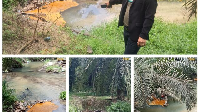 TIDAK LAYAK DAPAT RSPO, PKS PT. SSA BINA BARU DIDUGA SEMBARANGAN BUANG LIMBAH