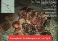 Pencurian Buah Kelapa Sawit di Ukui, Pelaku Ditangkap