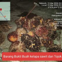 Pencurian Buah Kelapa Sawit di Ukui, Pelaku Ditangkap