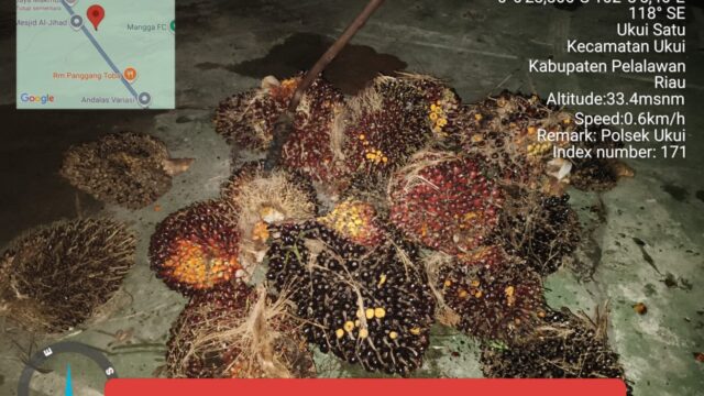 Pencurian Buah Kelapa Sawit di Ukui, Pelaku Ditangkap