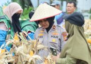 Wujud Polisi Cinta Petani Wakapolres Siak Kunjungi Kebun Jagung Binaan Polres Siak