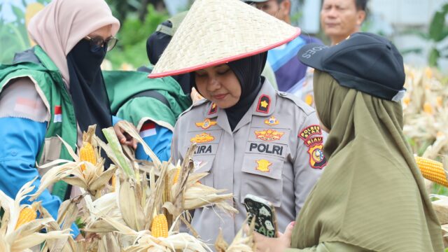 Wujud Polisi Cinta Petani Wakapolres Siak Kunjungi Kebun Jagung Binaan Polres Siak