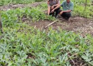 Polisi Cinta Petani, Kapolsek Batang Tuaka IPTU Andrianto Turun Langsung Dampingi Petani Semangka Demi Sukseskan Asta Cita Ketahanan Pangan Nasional