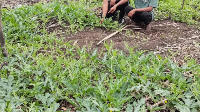 Polisi Cinta Petani, Kapolsek Batang Tuaka IPTU Andrianto Turun Langsung Dampingi Petani Semangka Demi Sukseskan Asta Cita Ketahanan Pangan Nasional