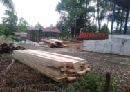 Publik Pertanyakan Legalitas Penebangan Pohon di Kawasan Wisata Hutan Kota Pasaman Barat
