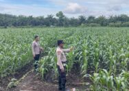 Kapolsek Kampar AKP Asdisyah Mursid SH Kembali Tinjau Tanaman Jagung Pipil di Desa Kayu Aro, Wujud Nyata Dukungan Ketahanan Pangan Nasional